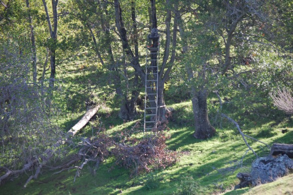 Deer Hunting Tree Stand Plans